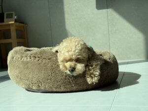 구미애견훈련소 푸들 공격성 교육