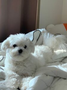 대구강아지방문교육 말티즈