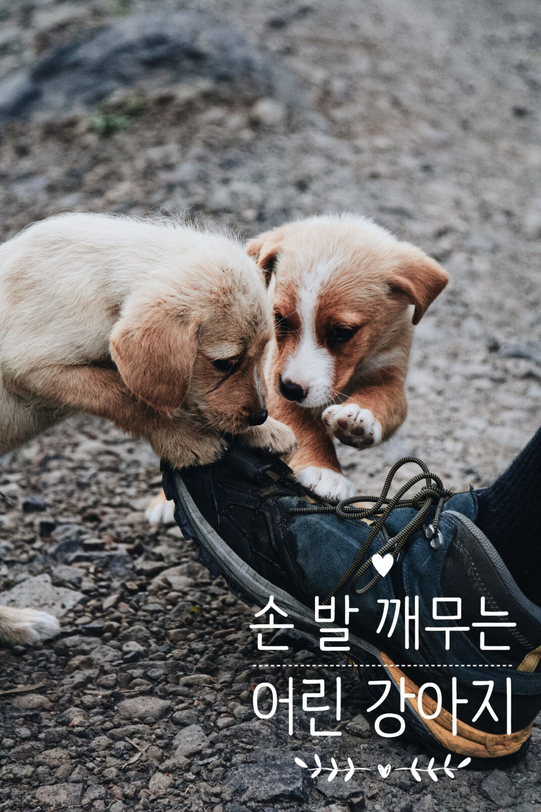 손 발 깨무는 강아지, 혼내면 더 덤벼드는 어린 강아지 입질 교육과 훈련에 관해