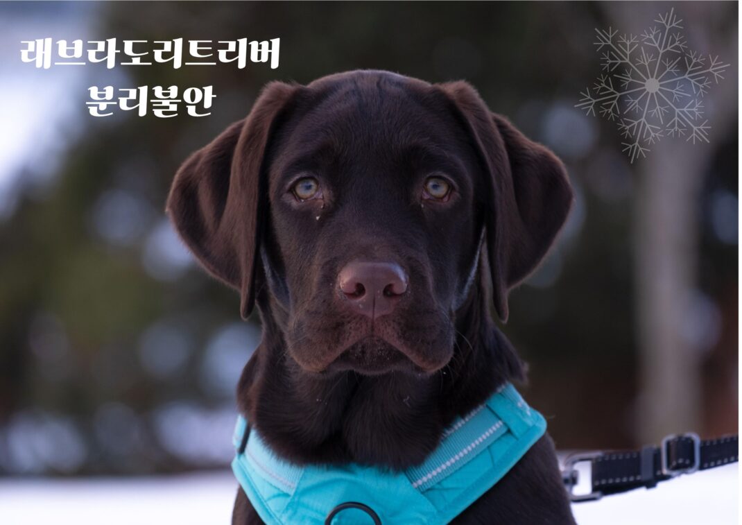 래브라도리트리버 분리불안 혼자 있지 못하는 이유와 행동기반 교육 방법