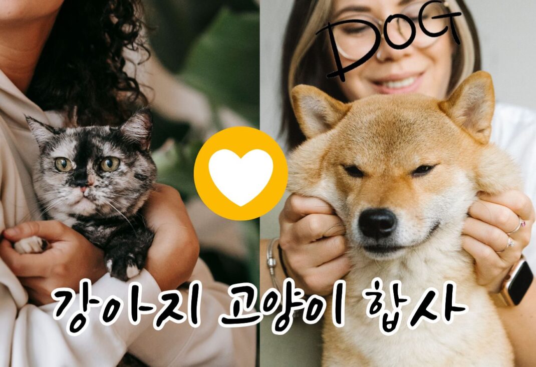 강아지 고양이 합사 함부로 시도하면 안되는 이유