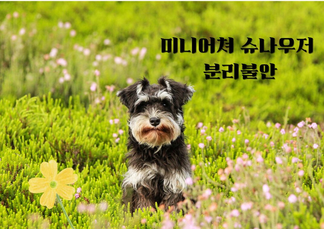 미니어쳐 슈나우저 분리불안 여러 번 교육해도 안 고쳐지는 이유