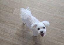 서울 강서구 말티즈 '해피' 공격성 교육 후기