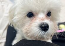 용인 처인구 비숑 '누리' 분리불안 교육 후기